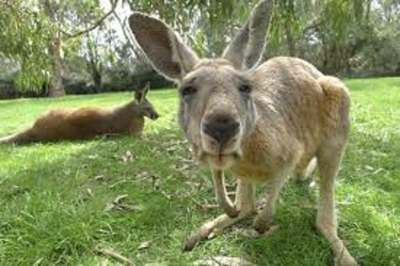 Tranquil Tree Views 2 Bedroom 2 Bathroom Apartment Perth Exterior foto